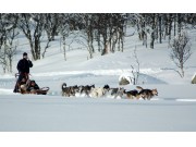 Hundekjøring vinter 2011