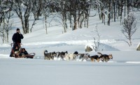 hundekjøring 8