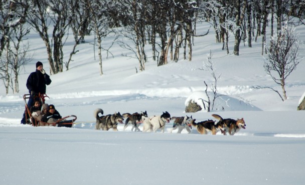 Bilde av hundekjøring 8