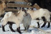Bilde av DSC_0332