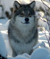 Bilde av ulvevalp for web